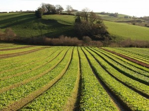 Crops,_Riverford_-_geograph.org.uk_-_1074475 grains